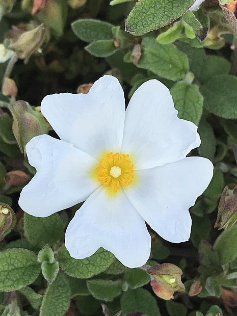 CISTUS salvifolius | emerisa gardens